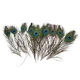 Crafters' Choice Peacock Tail Natural Fly Fiske Bete, 1020 st, 25 30 cm (20 st)