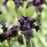 Iris chrysographes 'Black Form', 6-pack