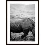 Black Rhino Poster - 50X70P