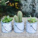 Blue Ceramic Planters With Choice Of Plants