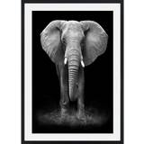 ELEPHANT Tavla med passpartou - 70 x 100 cm