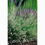 Perenn Lavendel Edelweiss 15-Pack