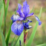 Iris sibirica 'Blue King', 15-pack
