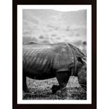 Black Rhino Poster - 30X40P
