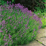 Perenn Lavendel Munstead Ø 9-11cm kruka Omnia Garden