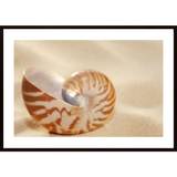 Shell In Sand Poster - 70X100L