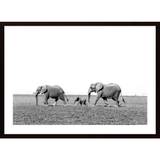 Elephants Poster - 50X70L