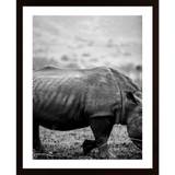 Black Rhino Poster - 40X50P