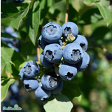 Amerikansk blåbär 'North Country' 3-pack i kruka