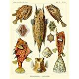 Wee Blue Coo natur fisk Ostraciontes Ernst Haeckel Biologi Tyskland vintage konsttryck affisch väggdekor 30 x 40 cm