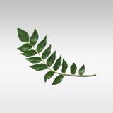 Fresh Indian Curry Leaves (Sweet Neem Leaves) 15g (approx)