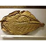 50 gram MEGA (ca 35 cm/ca 10 stycken) kandelandblad original A-märkesvaror från SMJS-Cambodia +++BLITZVERSAND+++ sjöjungfruns Catappa Leaf