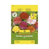 Blomfrö FLORASELF Nejlika Dianthus fylld mix