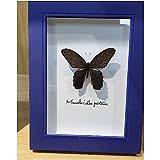 LKYLVEE Real Taxidermy fjäril – inramad vacker fjäril väggdekor – naturals äkta taxidermy monterad under glas (blå krönad fjäril)