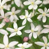 Clematis armandii "Apple Blossom", 3-pack
