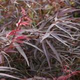 Acer palmatum Red Pygmy, Flikbladig Japansk Lönn