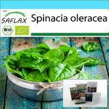 SAFLAX - Gift Set - Organic - Spinach - Giant Winter - 250 seeds - With gift box, card, label and potting substrate - Spinacia oleracea