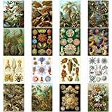 Ernst Haeckel Kunstformen Der naturtallrikar natur vintage olika biologi konsttryck affisch heminredning premium paket med 16