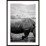 Black Rhino Poster - 70X100P