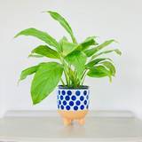 Blue Spotty Plant Pot