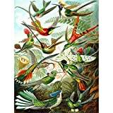 Wee Blue Coo Färg 99:e tallrik Ernst Haeckel Kunstformen Natur Hummingbirds stort konsttryck affisch väggdekor 45 x 60 cm