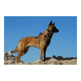 K9 Thorn Hundsele Delta (Färg: Coyote, Storlek: Large)