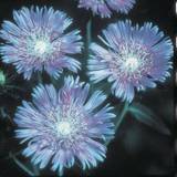 Blåklintaster Blue Star perenner fröer - gammal och pålitlig Blomfröer