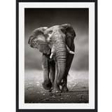 BIG ELEPHANT Tavla med passpartou - 50 x 70 cm