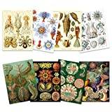 Ernst Haeckel Kunstformen Der naturtallrikar natur vintage olika havsliv biologi konsttryck affisch heminredning premium paket med 8