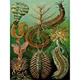 Wee Blue Coo 96:e tallriken Ernst Haeckel Kunstform Der Natur Chaetopoda stort konsttryck affisch väggdekor 45 x 60 cm