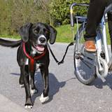 Trixie Hundar - Hundhalsband & Selar Husdjur Trixie Biker - Set De Luxe - Bike Carrier For Dog Leash