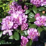 Juni Rhododendron & Azalea Rhododendron Catawbiense Grandiflorum