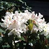 Skuggigt Häckplantor Rhododendron 'Cunninghams White'