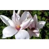 Prydnadsbuskar Magnolia 'Heaven Scent'