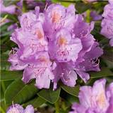 Juni Rhododendron & Azalea Rhododendron Catawbiense Grandiflorum