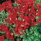 Röd Växter Rhododendron Scarlet Wonder
