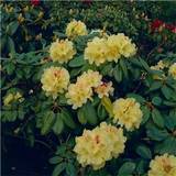 Juni Rhododendron & Azalea Rhododendron Flava