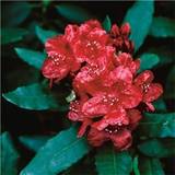 Rhododendron Rhododendron Feuerschein