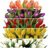 Tulpaner Snittblommor Födelsedagsblommor Tulip Bouquet Buntar