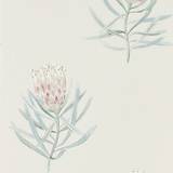Sanderson Tapeter Sanderson Protea Flower - Porcelain/Blush (216330)