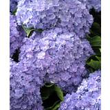 Skuggigt Växter Hortensia 'Together Blue' - Bush