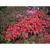 Soligt Växter Rhododendron ‘Scarlet Wonder’