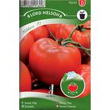 Tomater Grönsaksfröer Nelson Garden Tomato High Hildares F1 6 pack