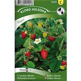 Frukt- & Bärfröer Nelson Garden Strawberries Rügen 495 pack