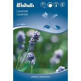 Blå Sommarblommor Weibulls Lavender