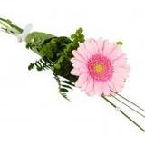 Bupleurum (harörter) Snittblommor Blommor till begravning & kondoleanser Handcuff with a Pink Germini Lång bukett