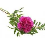 Blommor till begravning & kondoleanser Funeral Hand Flower With A Cerise Lång bukett