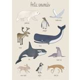 Sebra Multifärgade Inredningsdetaljer Sebra Poster Arctic Animals 50x70cm