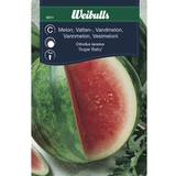 Frukt- & Bärfröer Weibulls Watermelon