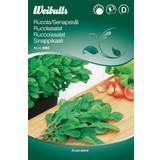 Bladgrönsaker Grönsaksfröer Weibulls Ruccolasallat